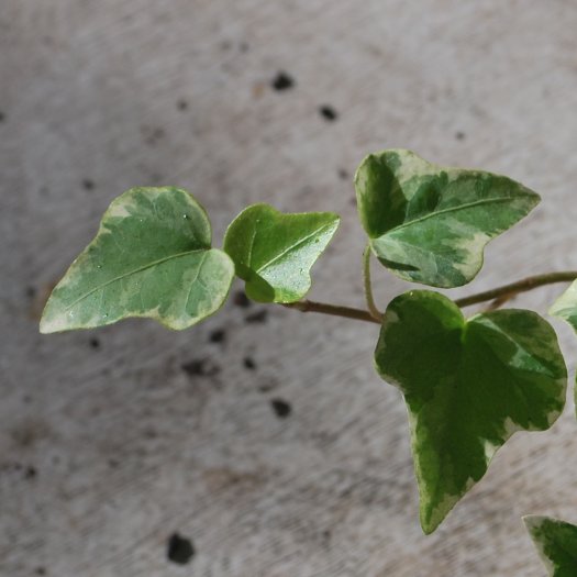 Hedera helix